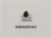 藏品(纖麗瓢蟲)的圖片